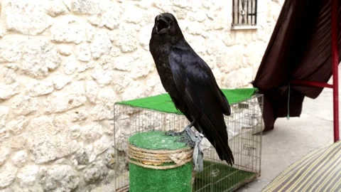 Common raven (Corvus corax)  Stock Footage 143464283