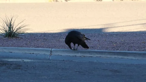 A Common Raven (Corvus corax), A large bird with a large beak and shaggy bl.. Stock Footage 334625136