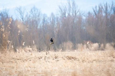 Common raven (Corvus corax) a large bird with black plumage, the animal sit.. Foto stock