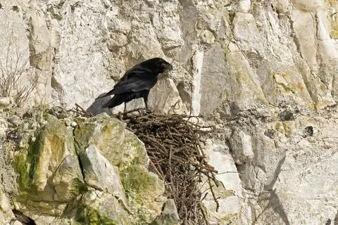 Common Raven-Corvus corax with nesting material. Stock Photos