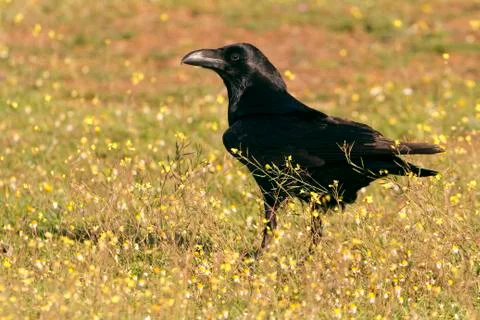 Common raven. Corvus corax Stock Photos