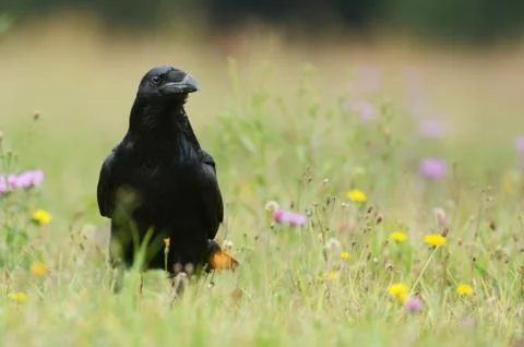 Common Raven (Corvus corax) Stock-Fotos