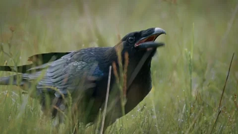 Common raven (Corvus corax) scavenging on a carcass in a meadow among tall grass 库存影片 297595910