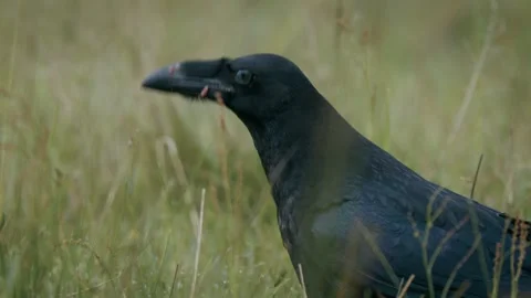 Common raven (Corvus corax) scavenging on a carcass in a meadow among tall grass Stock Footage 297596066