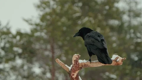 The Common Raven (Corvus corax) Sitting On A Branch In Winter Stock Footage 238080945