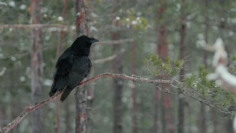 The Common Raven (Corvus corax) Sitting On A Tree Branch In Winter Stock Footage 238087526