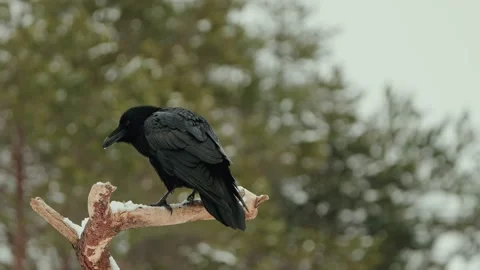 The Common Raven (Corvus corax) On A Tree Branch In Winter Video stock 238659434