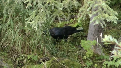 Common Raven Eats Salmon fish remains, Alaska Stock Footage 209322533