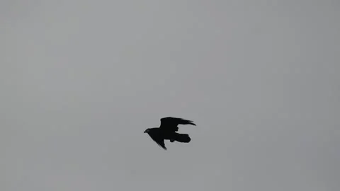 Common Raven Flying with Object in Beak over Kangerlussuaq, Greenland 库存影片 345654606