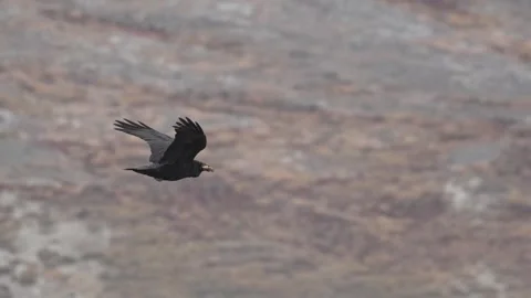 Common Raven Flying with Object in Beak over Kangerlussuaq, Greenland Stock-Footage 345654677
