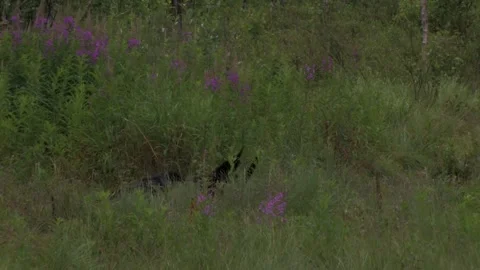 Common raven Stock Footage 346125157