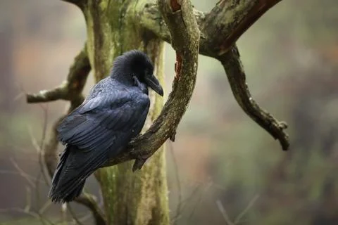 Common raven is the largest perching bird in Europe - Corvus corax Stock Photos
