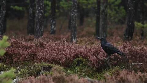 Common raven observing during a dark autumn day Stock Footage 139039666