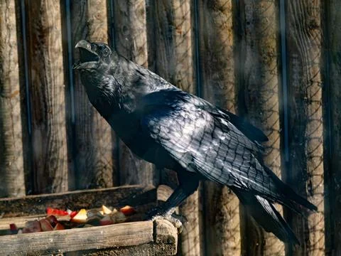 Common Raven with Open Beak Calling at a Wooden Feeding Station Stock Photos