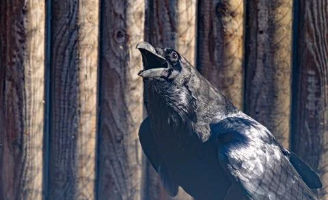 Common Raven with Open Beak Calling at a Wooden Feeding Station Stock Photos