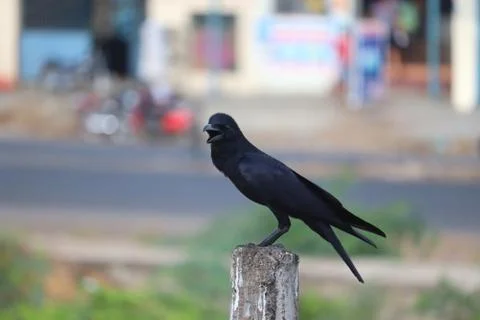 Common raven Stock Photos