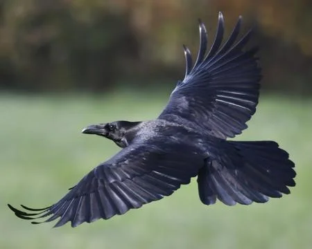 Common Raven Stock Photos