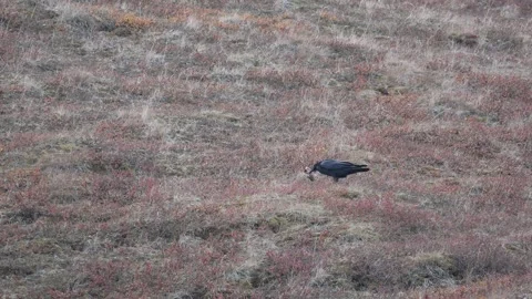 Common Raven Picking Up Object and Hopping Across Greenland Tundra 库存影片 345654665