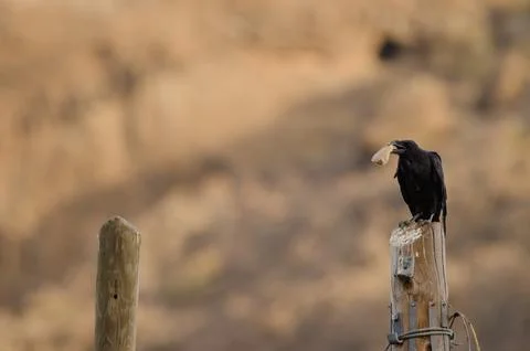 Common raven with a piece of bread. Stock Photos