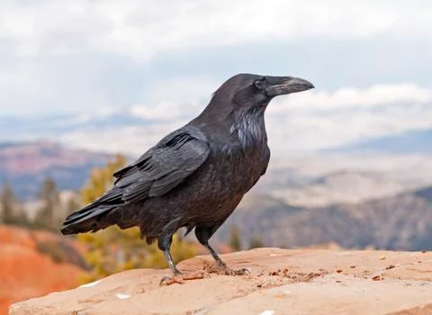 Common raven on a rock ledge 스톡 사진