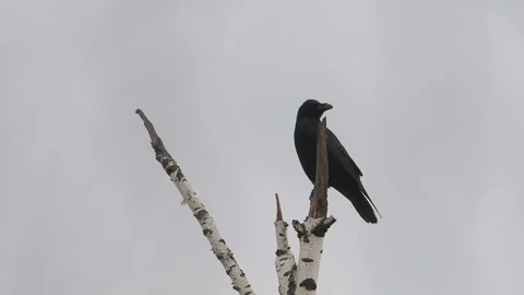 Common raven is sitting on frozen tree branch. Monochrome colored bird in winter Stock Footage 144934849