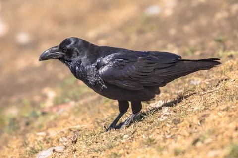 Common raven sitting Stock Photos
