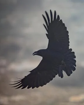Common raven sitting Stock Photos