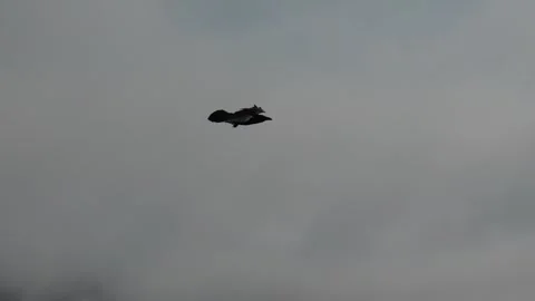 Common Raven Soaring Through Misty Sky Near Nuuk Greenland Stock Footage 345536068