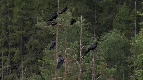 Common raven in the tree 2 Stock Footage 346125071