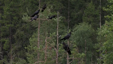 Common raven in the tree 3 Stock Footage 346125076
