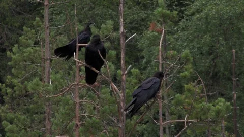 Common raven in the tree 5 Stock Footage 346125081