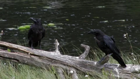 Common raven in the tree 6 Stock Footage 346125152