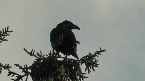 Common Raven on tree Stock Footage 209318070