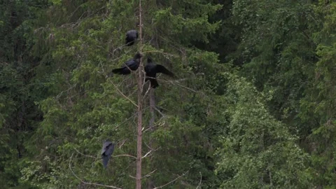 Common raven in the tree Stock Footage 346125171