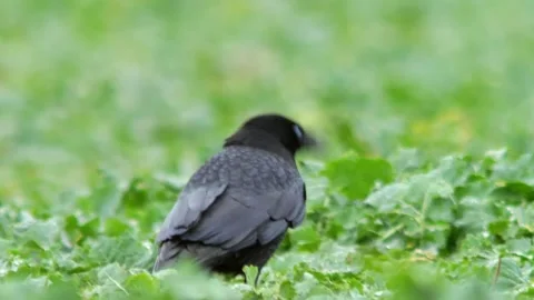 Common Raven Walking in Green Rapeseed Field Searching for Food, Adult Wild.. Stock Footage 341444577