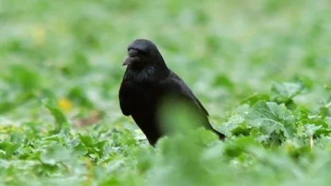 Common Raven Walking in Green Rapeseed Field Searching for Food, Adult Wild.. Stock Footage 341444593