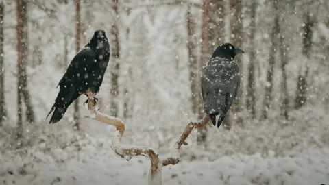 The Common Ravens (Corvus Corax) In Beautiful Winter Snowfall Stock Footage 257568664
