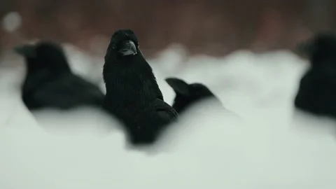The Common Ravens (Corvus corax) In A Snowy Winter Day Video stock 238545545