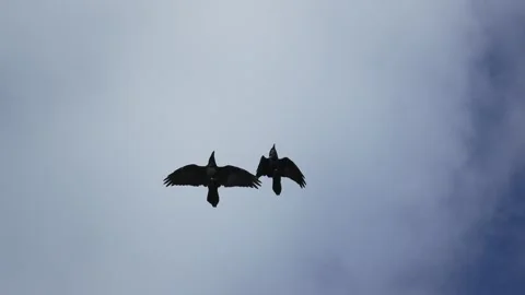 Common Ravens Interacting in Flight Over Uummannaq Greenland 库存影片 345614152
