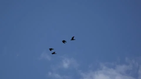 Common Ravens Interacting in Flight Over Uummannaq Greenland Stock-Footage 345614181
