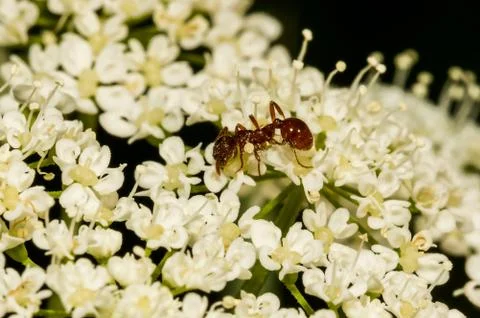 Common red ant Stock-Fotos
