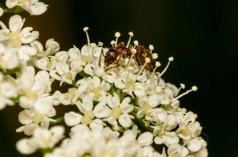 Common red ant Stock Photos