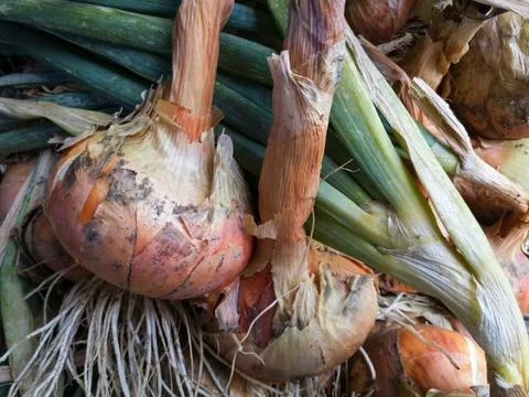 Common red onion bulb close up, healthy food ingredient, organic ripe Stock Photos