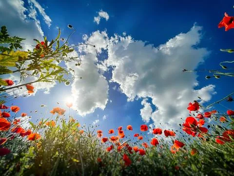 Common red poppy or corn poppy field and blue sky Stock Photos