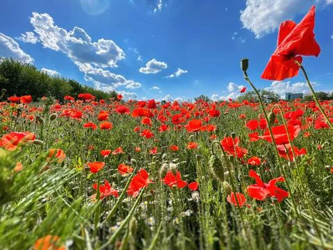 Common red poppy or corn poppy field and blue sky Stock Photos