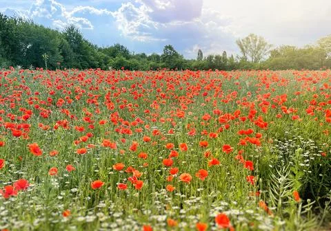 Common red poppy or corn poppy field Stock Photos