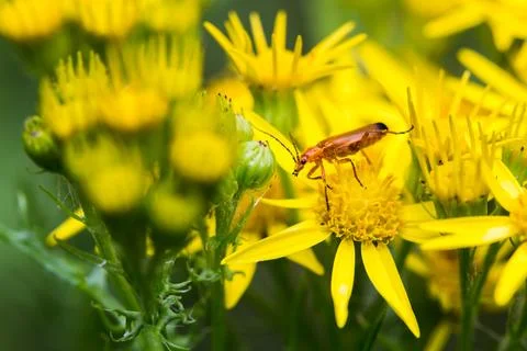 Common Red Soldier beetle between Oxford ragwort flowers Stock Photos