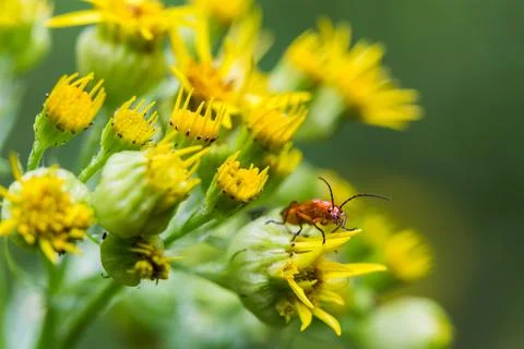 Common Red Soldier beetle facing the camera Stock Photos