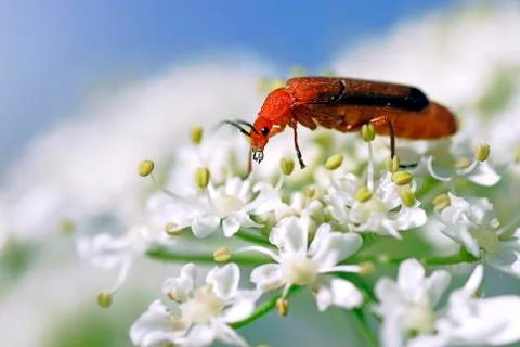 Common red soldier beetle Stock Photos