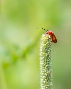 Common red soldier beetle Stock-Fotos